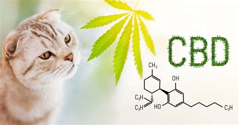 CBD may add an additional boost to your cat